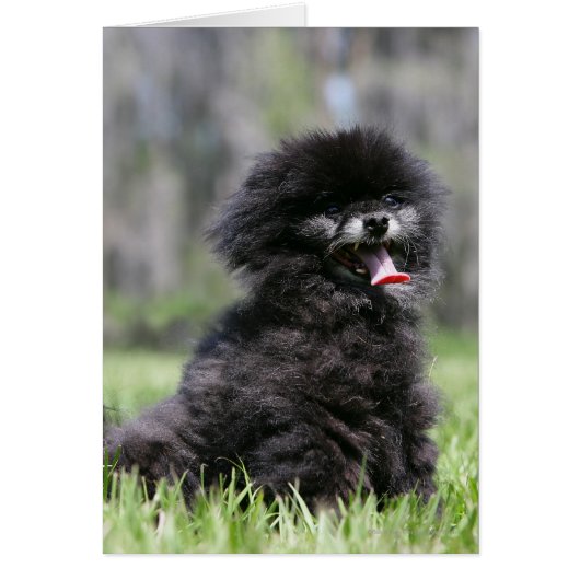 Black Senior Pomeranian Cards (Front)