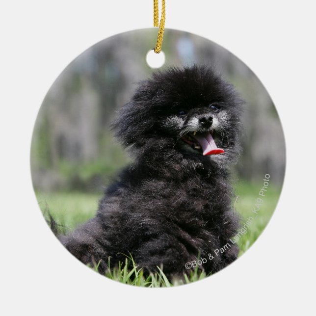 Black Senior Pomeranian Ceramic Ornament (Front)