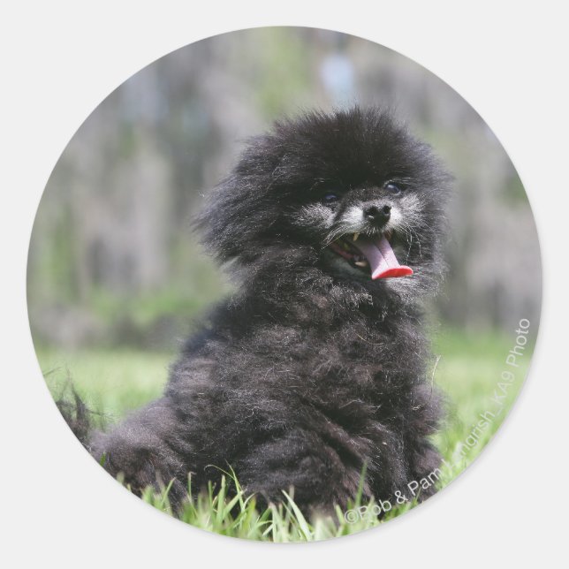 Black Senior Pomeranian Classic Round Sticker (Front)