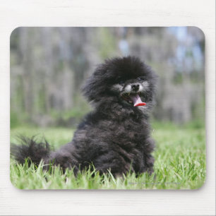 Black Senior Pomeranian Mouse Pad