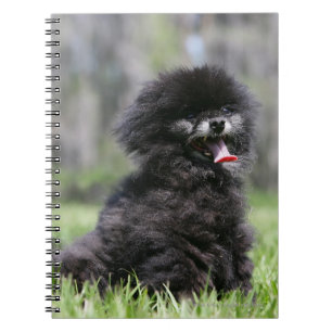Black Senior Pomeranian Notebook