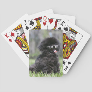 Black Senior Pomeranian Poker Cards