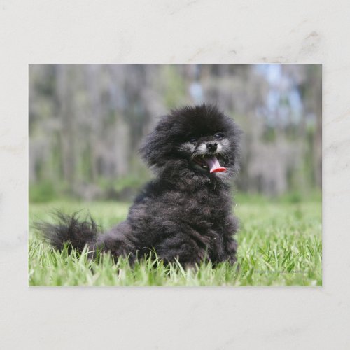 Black Senior Pomeranian Postcard