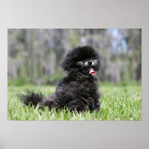 Black Senior Pomeranian Poster