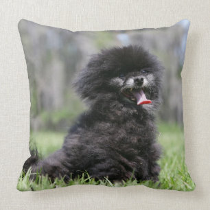 Black Senior Pomeranian Throw Pillow