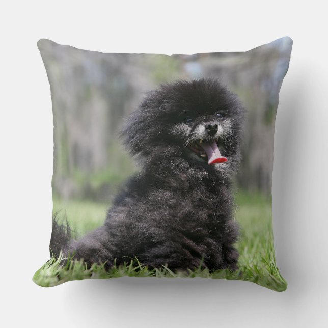 Black Senior Pomeranian Throw Pillow (Front)