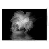 Black Shadow Rose (Front Horizontal)