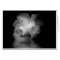 Black Shadow Rose