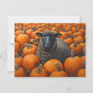 Black Sheep Autumn Pumpkin Patch Postcard