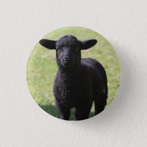 Black Sheep _ Button