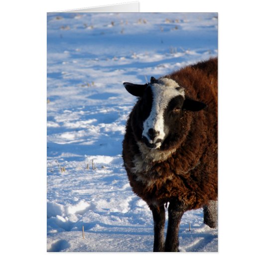 Black Sheep in Winter Cards (Front)