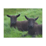 Black Sheep Postcard