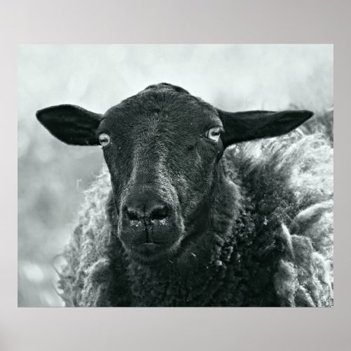 Black sheep poster