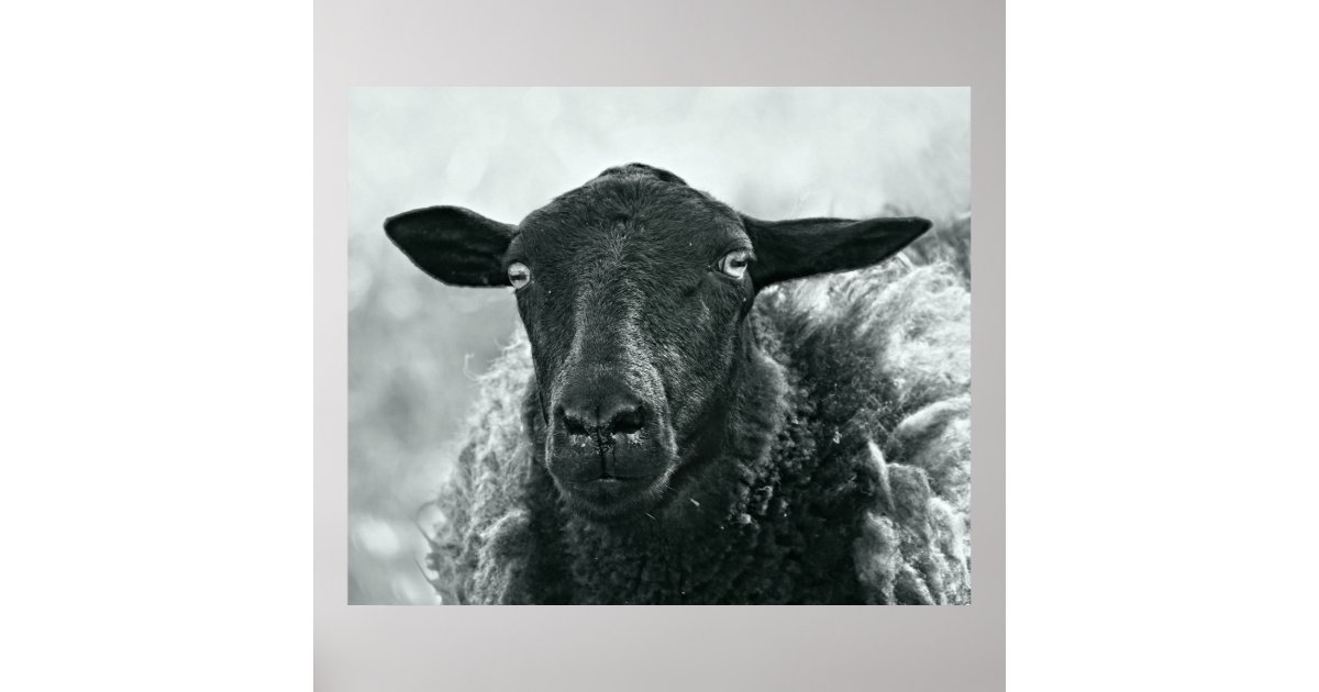 Black sheep poster | Zazzle