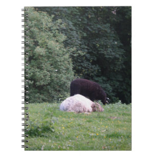 Black Sheep White Sheep, Notebook