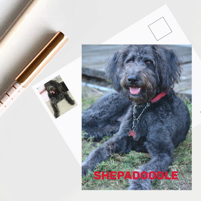 Black Shepadoodle Dog Photographic Postcard (Creator Uploaded)
