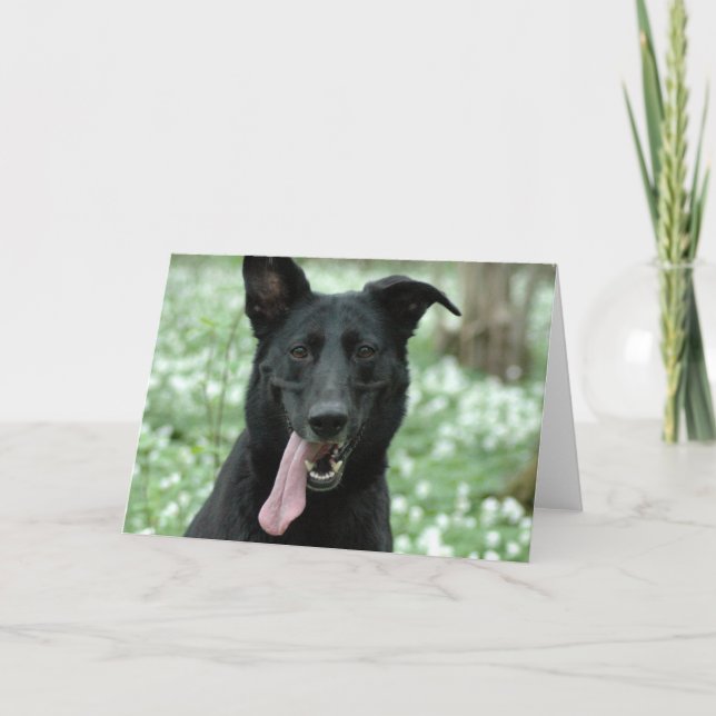Black Shepherd Greeting Card (Front)