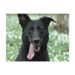 Black Shepherd Postcard