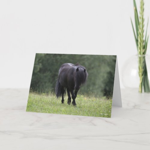 Black Shetland Pony Stallion Walking Card