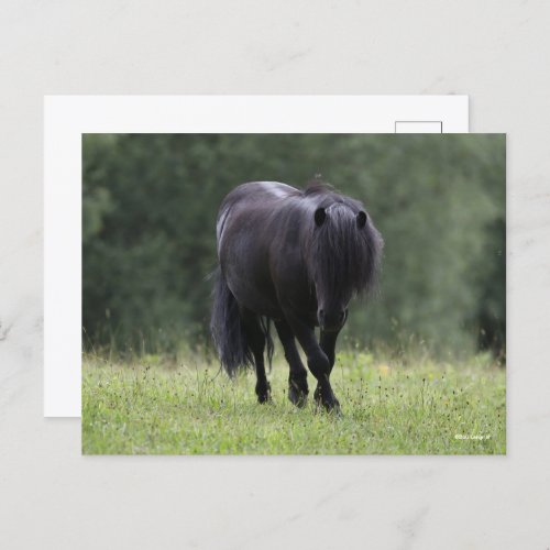 Black Shetland Pony Stallion Walking Postcard