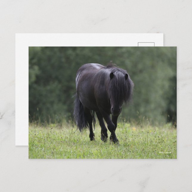 Black Shetland Pony Stallion Walking Postcard (Front/Back)