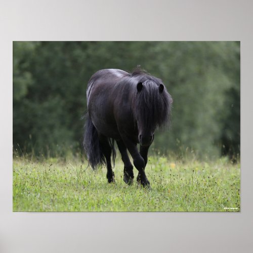 Black Shetland Pony Stallion Walking Poster