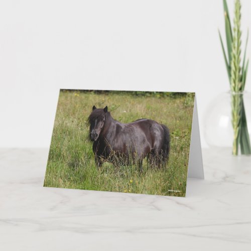 Black Shetland Stallion Standing In Grass Card