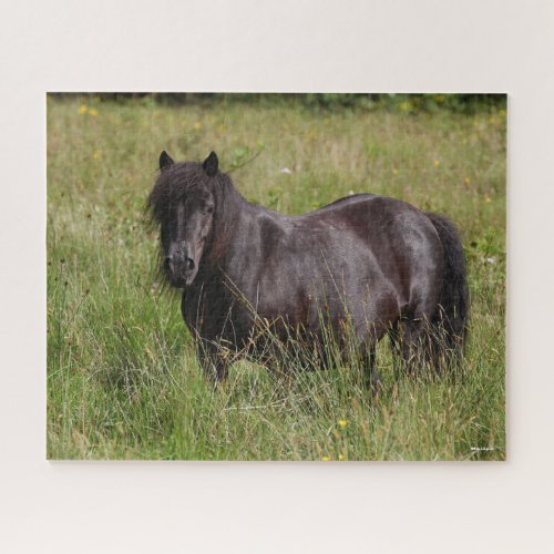 Black Shetland Stallion Standing In Grass Jigsaw Puzzle