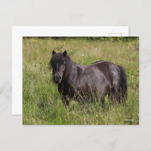 Black Shetland Stallion Standing In Grass Postcard