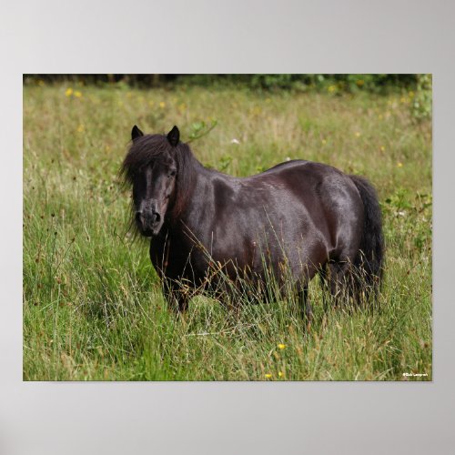 Black Shetland Stallion Standing In Grass Poster