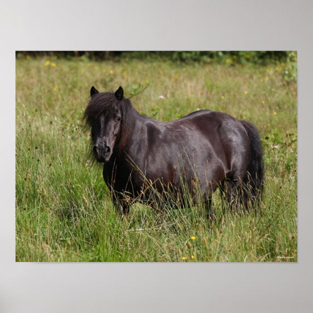 Black Shetland Stallion Standing In Grass Poster (Front)