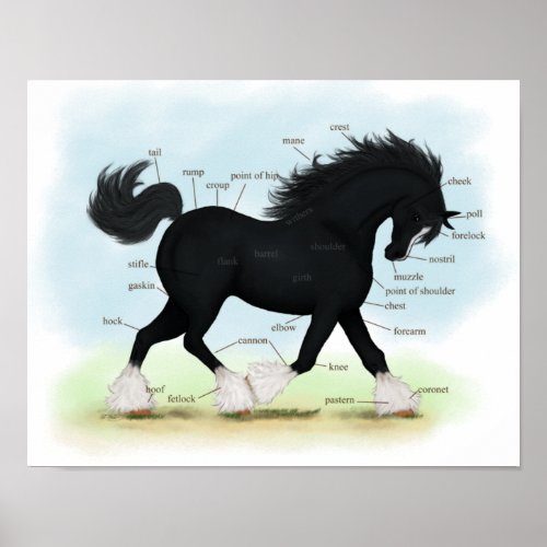 Black Shire Draft Horse Equine Anatomy Poster