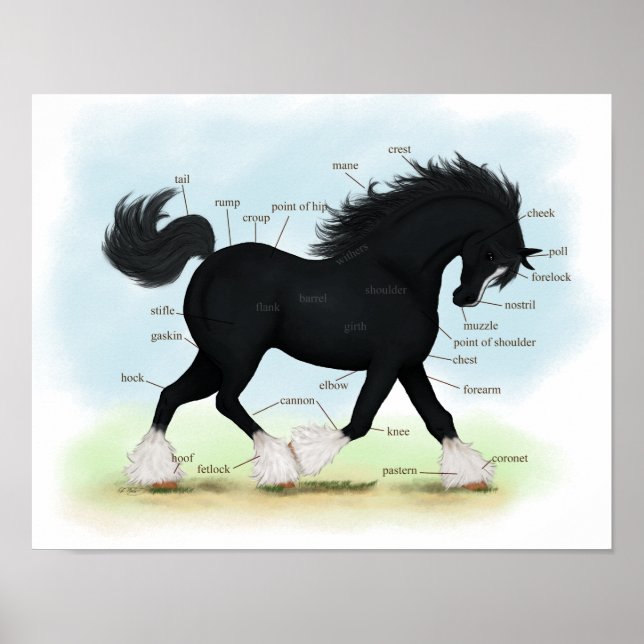 Black Shire Draft Horse Equine Anatomy Poster (Front)