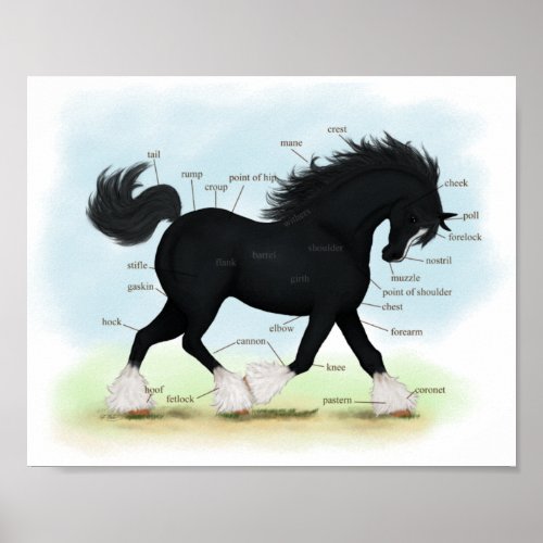 Black Shire Horse Educational Anatomical Chart