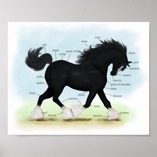 Black Shire Horse Educational Anatomical Chart (Front)