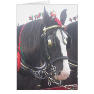 Black shire horse portrait animal photo blank cards