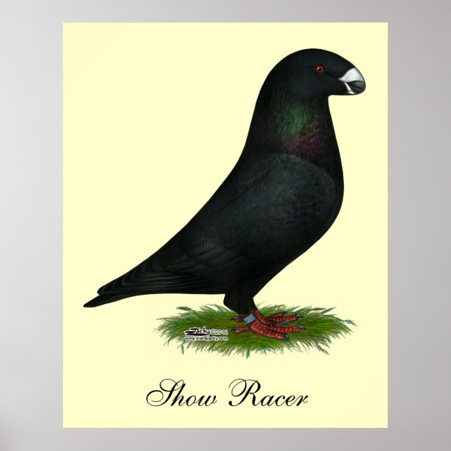 Black Show Racer Poster (Front)