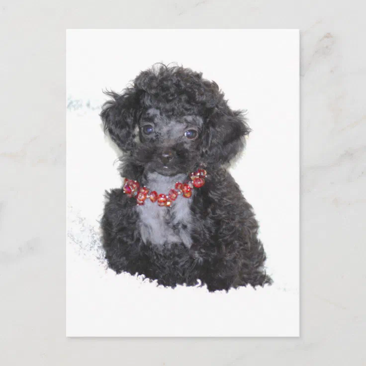 do black toy poodles turn silver