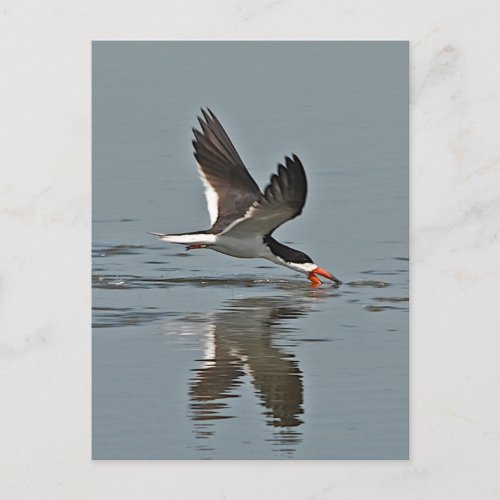 Black Skimmer Photo Postcard