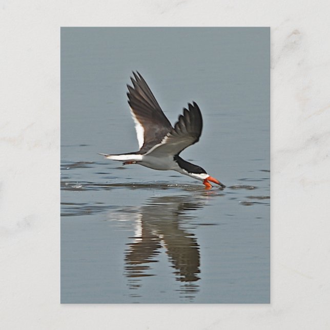 Black Skimmer Photo Postcard (Front)