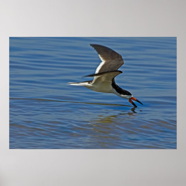 Black Skimmer Poster (Front)
