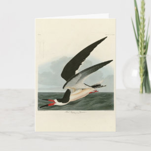 Black Skimmer, Shearwater Audubon Birds of America Card