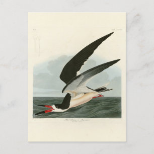 Black Skimmer, Shearwater Audubon Birds of America Postcard