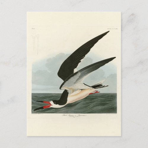 Black Skimmer Shearwater Audubon Birds of America Postcard