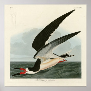 Black Skimmer, Shearwater Audubon Birds of America Poster