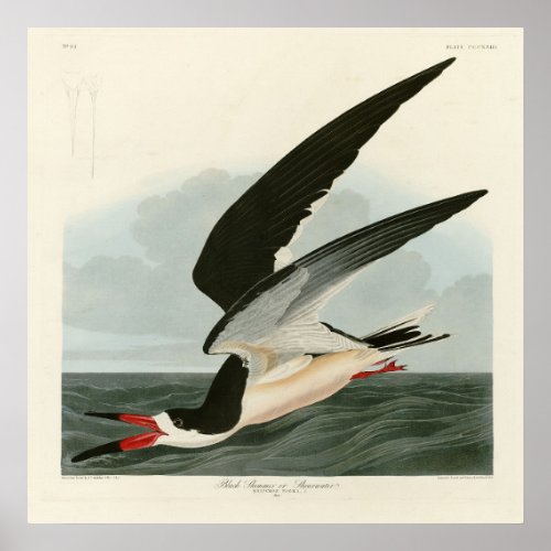 Black Skimmer Shearwater Audubon Birds of America Poster