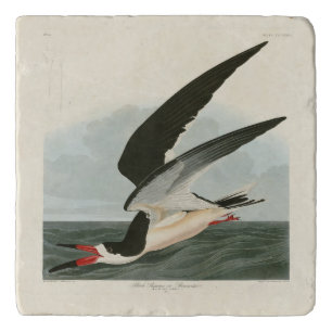 Black Skimmer, Shearwater Audubon Birds of America Trivet