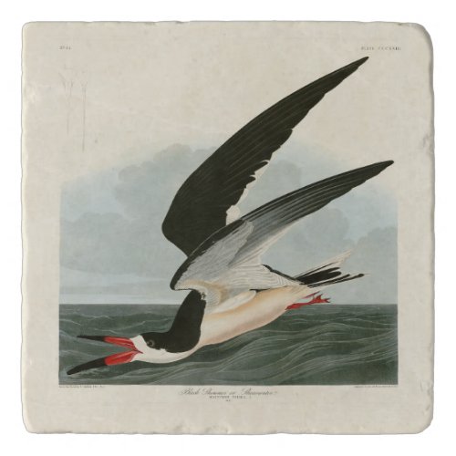 Black Skimmer Shearwater Audubon Birds of America Trivet