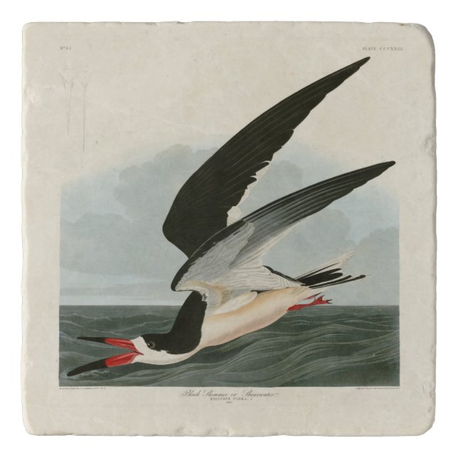Black Skimmer, Shearwater Audubon Birds of America Trivet (Front)