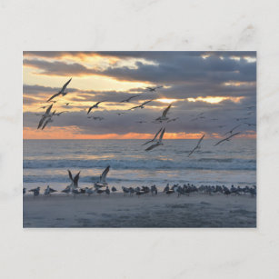 Black Skimmers Landing on a Florida Beach Postcard